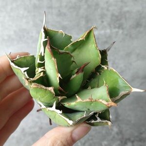 【IR2466】【極上SS級！！高級株！ イラン産 ◆ アガベ チタノタ ローズ ◆】Agave titanota ' Rose '