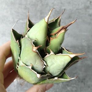 【IR2468】【極上SS級！！高級株！ イラン産 ◆ アガベ チタノタ ローズ ◆】Agave titanota ' Rose '