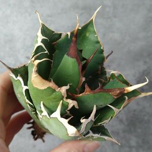 【IR2590】在庫わずか！！SS級限定株！！【極上高級株！イラン産◆アガベ チタノタ Dragon clow◆】Agave titanota 'Dragon clow'