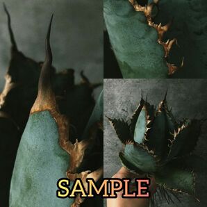 【F8015】希少子株販売【極上US産！！】特選！アガベ チタノタ ライオンズメーン Agave titanotaの画像1