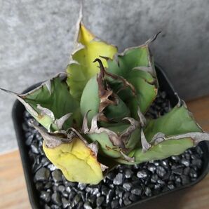 【NN1142】【SS級！！希少品種！】アガベ チタノタ キョウト Agave titanota”Kyoto”の画像1