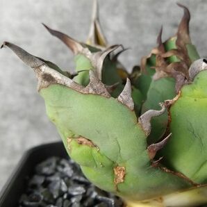 【NN1142】【SS級！！希少品種！】アガベ チタノタ キョウト Agave titanota”Kyoto”の画像6