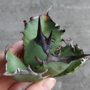 【NN1110】SS級極上 大株！！【超希少 チタノタ】 アガベ チタノタ 『 阿修羅 』 Agave titanota ' ASHURA '