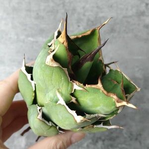 【IR2472】【極上SS級！！高級株！ イラン産 ◆ アガベ チタノタ ローズ ◆】Agave titanota ' Rose '