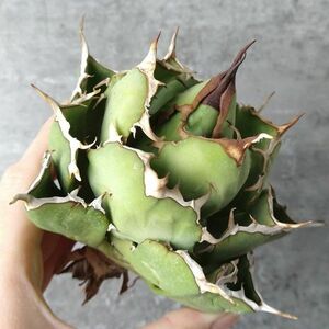 【IR2473】【極上標本株！SS級！！高級株！ イラン産 ◆ アガベ チタノタ ローズ ◆】Agave titanota ' Rose '