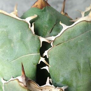 【IR2474】【極上SS級！！高級株！ イラン産 ◆ アガベ チタノタ ローズ ◆】Agave titanota ' Rose 'の画像5