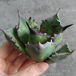 【NN1112】SS級極上 大株！！【超希少 チタノタ】 アガベ チタノタ 『 阿修羅 』 Agave titanota ' ASHURA 'の画像3