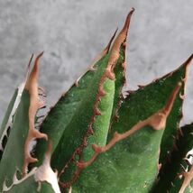 【IR2569】【特選強棘 ボール株！！】アガベ ホリダ 強棘 Agave horrida （検 チタノタ )_画像3