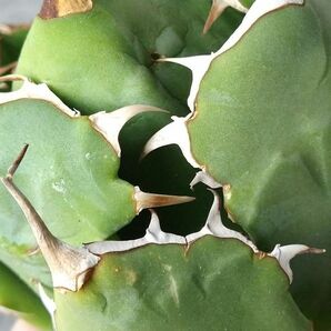 【IR2475】【極上標本株！SS級！！高級株！ イラン産 ◆ アガベ チタノタ ローズ ◆】Agave titanota ' Rose 'の画像5