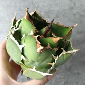 【IR2475】【極上標本株！SS級！！高級株！ イラン産 ◆ アガベ チタノタ ローズ ◆】Agave titanota ' Rose 'の画像1