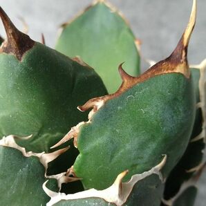 【IR2476】【極上SS級！！高級株！ イラン産 ◆ アガベ チタノタ ローズ ◆】Agave titanota ' Rose 'の画像5