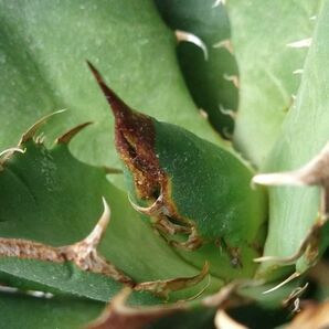 【IR2477】【極上SS級！！高級株！ イラン産 ◆ アガベ チタノタ ローズ ◆】Agave titanota ' Rose 'の画像3