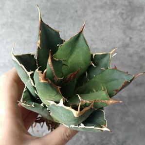 【IR2477】【極上SS級！！高級株！ イラン産 ◆ アガベ チタノタ ローズ ◆】Agave titanota ' Rose 'の画像1