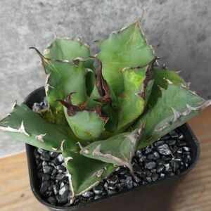 【NN1124】【SS級！！希少品種！】アガベ チタノタ キョウト Agave titanota”Kyoto”