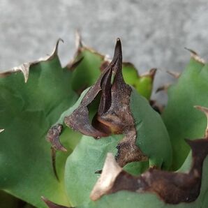 【NN1125】【SS級！！希少品種！】アガベ チタノタ キョウト Agave titanota”Kyoto”の画像3