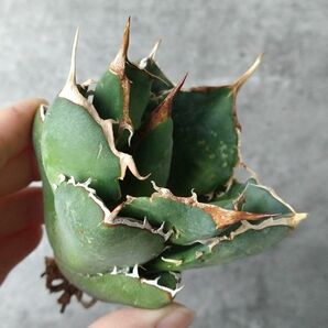 【IR2479】【極上SS級！！高級株！ イラン産 ◆ アガベ チタノタ ローズ ◆】Agave titanota ' Rose 'の画像1