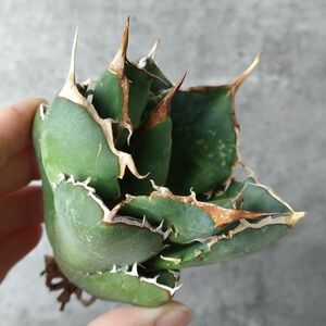 【IR2479】【極上SS級！！高級株！ イラン産 ◆ アガベ チタノタ ローズ ◆】Agave titanota ' Rose '