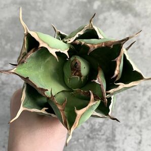 【IR2480】【極上SS級！！高級株！ イラン産 ◆ アガベ チタノタ ローズ ◆】Agave titanota ' Rose 'の画像3