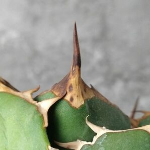 【IR2480】【極上SS級！！高級株！ イラン産 ◆ アガベ チタノタ ローズ ◆】Agave titanota ' Rose 'の画像6