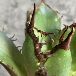 【F7889】S級極上選抜株！Agave Titanota ITALIY イタリア産極上選抜株！！ アガベ チタノタの画像7