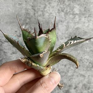 【F7889】S級極上選抜株！Agave Titanota ITALIY イタリア産極上選抜株！！ アガベ チタノタの画像8