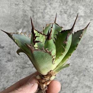 【F7889】S級極上選抜株！Agave Titanota ITALIY イタリア産極上選抜株！！ アガベ チタノタの画像6