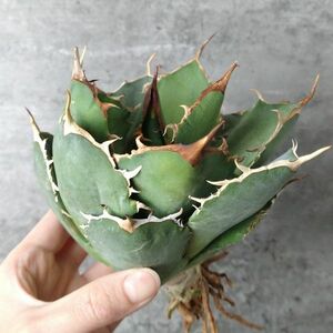 【IR2482】【極上SS級！！高級株！ イラン産 ◆ アガベ チタノタ ローズ ◆】Agave titanota ' Rose '