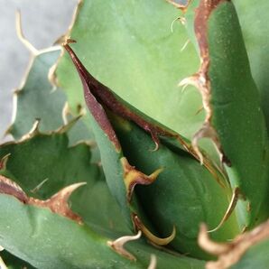 【IR2482】【極上SS級！！高級株！ イラン産 ◆ アガベ チタノタ ローズ ◆】Agave titanota ' Rose 'の画像3