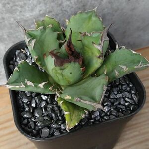 【NN1128】【SS級！！希少品種！】アガベ チタノタ キョウト Agave titanota”Kyoto”