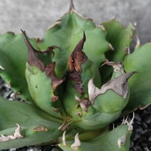 【NN1128】【SS級！！希少品種！】アガベ チタノタ キョウト Agave titanota”Kyoto”の画像3