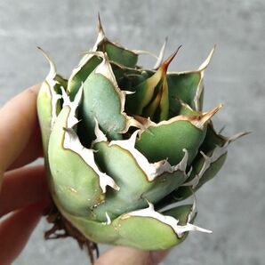 【IR2484】【極上SS級！！高級株！ イラン産 ◆ アガベ チタノタ ローズ ◆】Agave titanota ' Rose 'の画像1