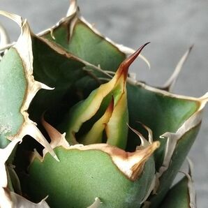 【IR2484】【極上SS級！！高級株！ イラン産 ◆ アガベ チタノタ ローズ ◆】Agave titanota ' Rose 'の画像4