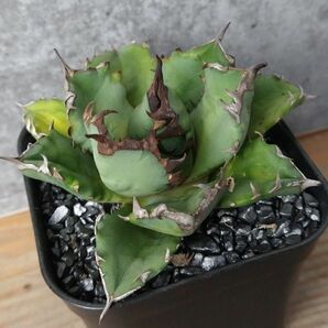 【NN1129】【SS級！！希少品種！】アガベ チタノタ キョウト Agave titanota”Kyoto”の画像1