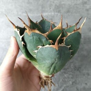 【IR2486】【極上SS級！！高級株！ イラン産 ◆ アガベ チタノタ ローズ ◆】Agave titanota ' Rose 'の画像2