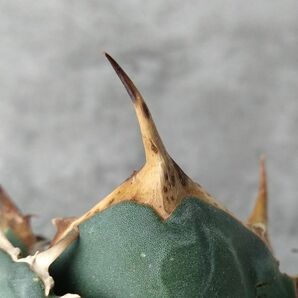 【IR2486】【極上SS級！！高級株！ イラン産 ◆ アガベ チタノタ ローズ ◆】Agave titanota ' Rose 'の画像4