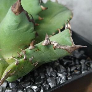 【NN1131】【SS級！！希少品種！】アガベ チタノタ キョウト Agave titanota”Kyoto”の画像5