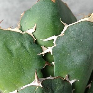 【IR2487】【極上SS級！！高級株！ イラン産 ◆ アガベ チタノタ ローズ ◆】Agave titanota ' Rose 'の画像5