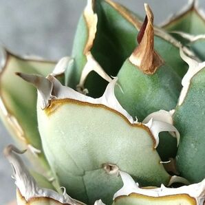 【IR2490】【極上SS級！！高級株！ イラン産 ◆ アガベ チタノタ ローズ ◆】Agave titanota ' Rose 'の画像6