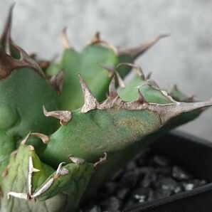 【NN1132】【SS級！！希少品種！】アガベ チタノタ キョウト Agave titanota”Kyoto”の画像4