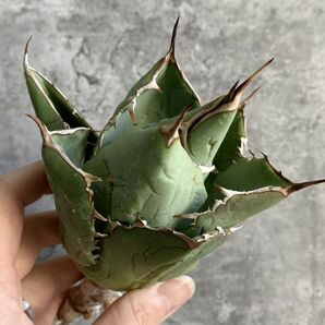 【IR2538】【極上SS級！！高級株！ イラン産 ◆ アガベ チタノタ ローズ ◆】Agave titanota ' Rose 'の画像1