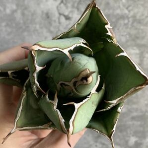 【IR2538】【極上SS級！！高級株！ イラン産 ◆ アガベ チタノタ ローズ ◆】Agave titanota ' Rose 'の画像4