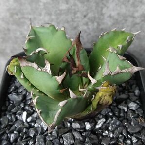 【NN1134】【SS級！！希少品種！】アガベ チタノタ キョウト Agave titanota”Kyoto”の画像2