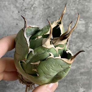 【IR2539】【極上SS級！！高級株！ イラン産 ◆ アガベ チタノタ ローズ ◆】Agave titanota ' Rose '