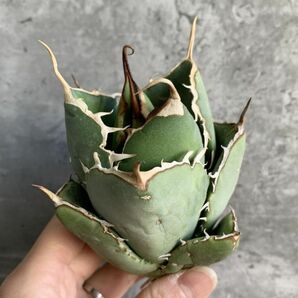 【IR2540】【極上SS級！！高級株！ イラン産 ◆ アガベ チタノタ ローズ ◆】Agave titanota ' Rose 'の画像3