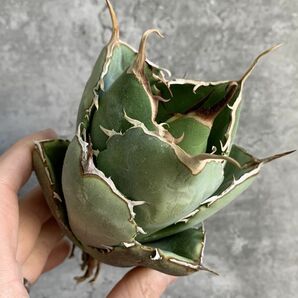 【IR2540】【極上SS級！！高級株！ イラン産 ◆ アガベ チタノタ ローズ ◆】Agave titanota ' Rose 'の画像1