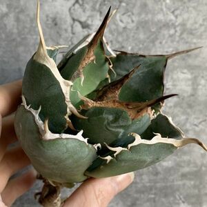 【IR2541】【極上SS級！！高級株！ イラン産 ◆ アガベ チタノタ ローズ ◆】Agave titanota ' Rose '