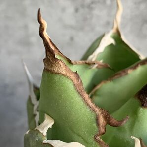 【IR2542】【極上SS級！！高級株！ イラン産 ◆ アガベ チタノタ ローズ ◆】Agave titanota ' Rose 'の画像6