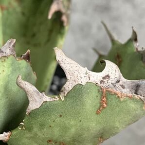 【NN1150】SS級極上 大株！！【超希少 チタノタ】 アガベ チタノタ 『 阿修羅 』 Agave titanota ' ASHURA 'の画像5