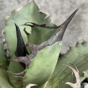 【NN1151】SS級極上 大株！！【超希少 チタノタ】 アガベ チタノタ 『 阿修羅 』 Agave titanota ' ASHURA 'の画像4