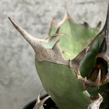 【NN1152】SS級極上 大株！！【超希少 チタノタ】 アガベ チタノタ 『 阿修羅 』 Agave titanota ' ASHURA '_画像3